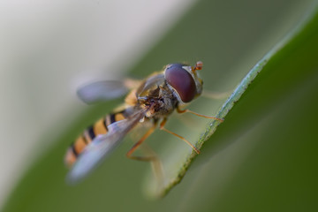 Hover fly macro close-up