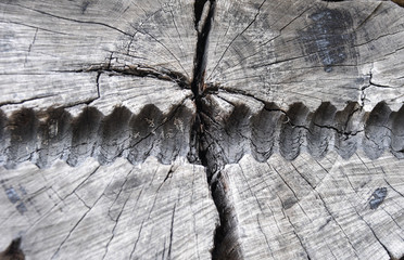 Holzstruktur in einem gefällten Baumstamm