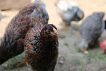 Farbenfrohe Hühner im Sommer
