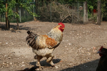 Farbenfrohe Hühner im Sommer