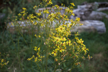 Obraz premium Forest