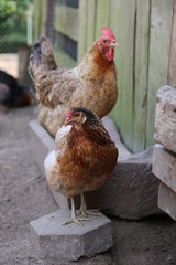 Farbenfrohe Hühner im Sommer