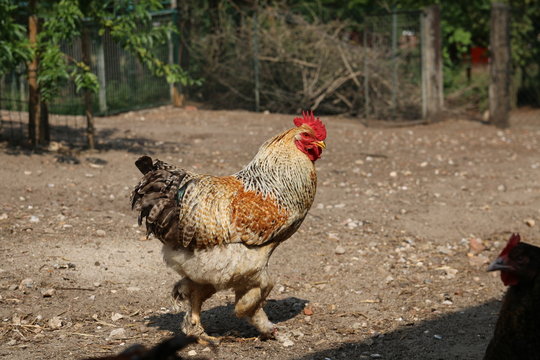 Farbenfrohe Hühner im Sommer