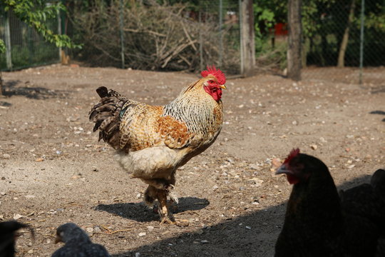 Farbenfrohe Hühner im Sommer