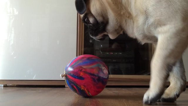 Mops Hund spielt mit buntem Ballon
