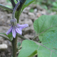 Purple eggplant flower on plant in the vegetable garden