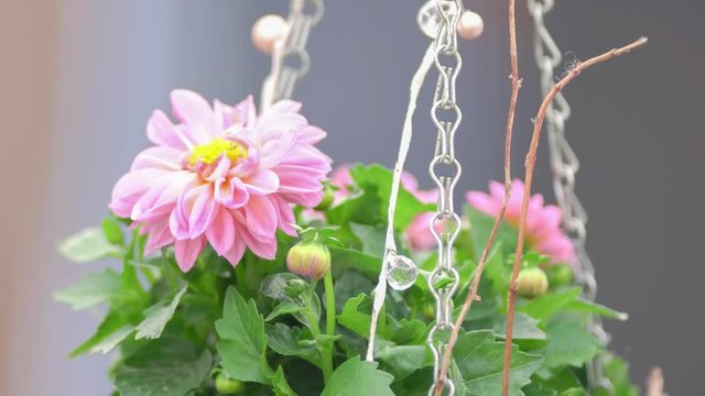 Pinke Dahlie in wei&szlig;er metallener Haengeampel dreht sich