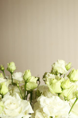 White roses on a background of a beige wall in the interior. You can add text