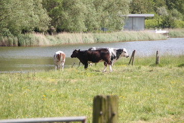 Dutch Cattle