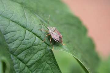 Brown and red marmorated stink bugs on a green leaf. Halyomorpha halys