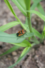 Spilostethus saxatilis. Red and black bug on a leaf