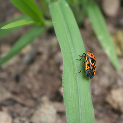 Spilostethus saxatilis. Red and black bug on a leaf