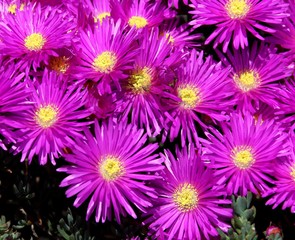fico&iuml;de,tapis magique,lampranthus productus