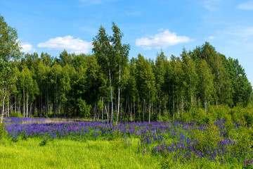 Field of purple flowering lupines. Beautiful rural landscape with birches and forest in summer.