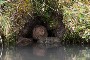 Water Vole (Arvicola amphibius)/Water Vole in a burrow in the side of a canal bank
