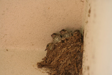 Spotted Flycatcher birds in the nest. Muscicapa striata