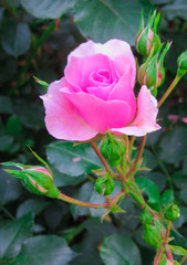 A flower of a pink rose on a branch in the garden.