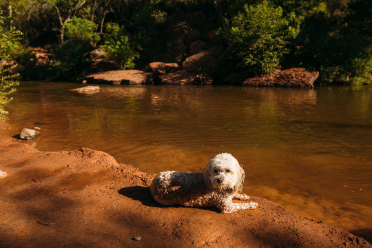 Dog Resting by Water on Red Sand