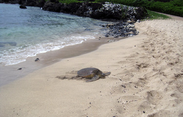 Turtle Relaxing at the Beach