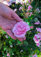 Obraz premium A flower of a pink rose on a branch in the garden.