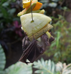 Fruit Bat