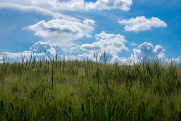 Grünes Getreidefeld und Wolkenhimmel