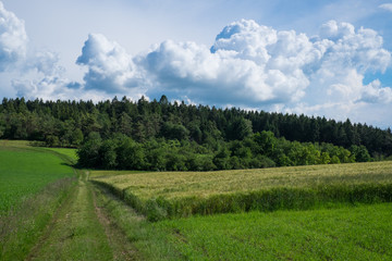 Fototapeta na wymiar Felder und Wiesen - Sommerlandschaft