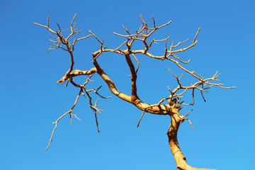 Bare tree