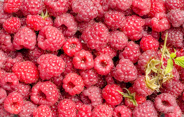 Ripe freshly picked raspberry pattern background.