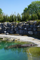 hippopotames dans l'eau