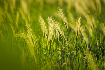 barley field on sunset 