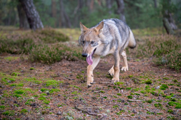 Fototapeta premium Close up portrait of a grey wolf (Canis Lupus) also known as Timber wolf displaying an agressive facial dominant expression in the Canadian forest during the summer months