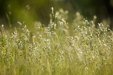 Wildflower in green golden evening light