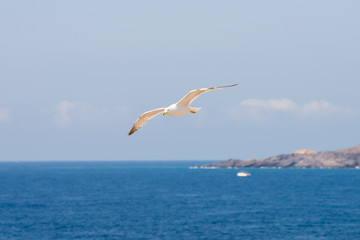 Bird in mediterranean sea