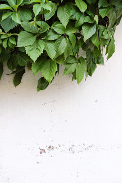 Green ivy on a white wall. © spaskov