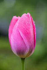 tulip