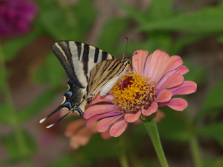 chupaleches en margarita rosa