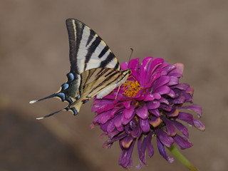 mariposa chupaleches