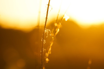 Close up silhouette of a grass field by sunset