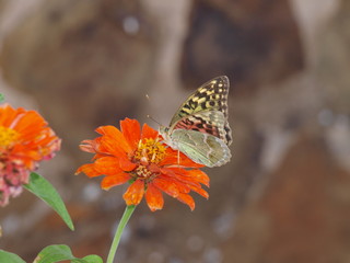 mariposa y flor naranja