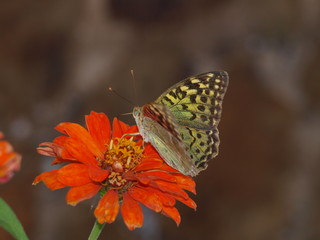 flor naranja con mariposa