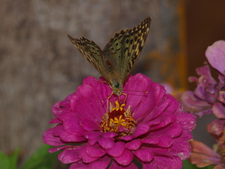 mariposa flor rosa