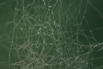Extreme close up of spider web in morning dew