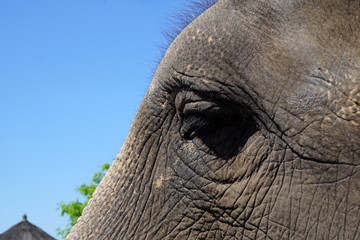 oeil d'un éléphant d'Asie