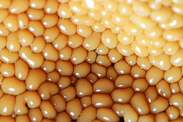 mushrooms forest nature season close