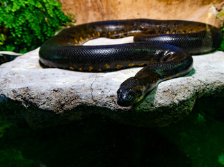 Eine Python schaut in den Fotoapparat