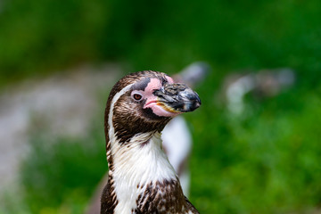 Portrait von einem Pinguin 