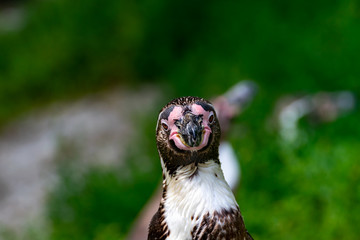 Portrait von einem Pinguin 