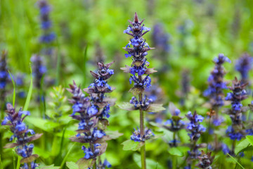 Blooming blue bugleweeds