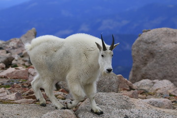 Mountain Goat